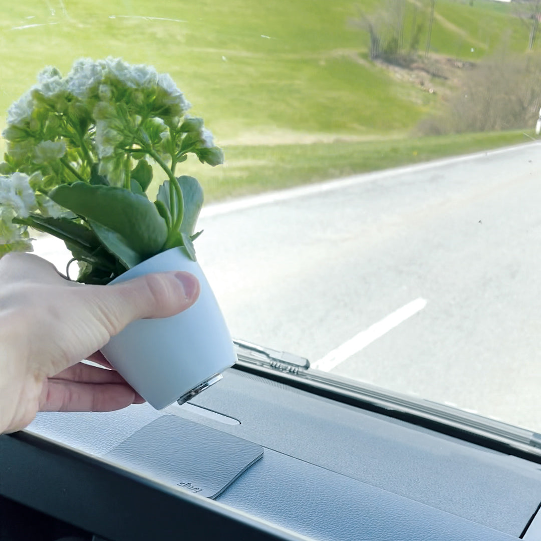 Pflanze mit angebrachtem Magnet an Unterseite in Auto 